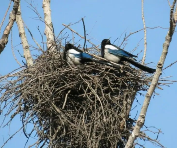 Spring: The Best Time to Set Up Bird Feeders and Nests