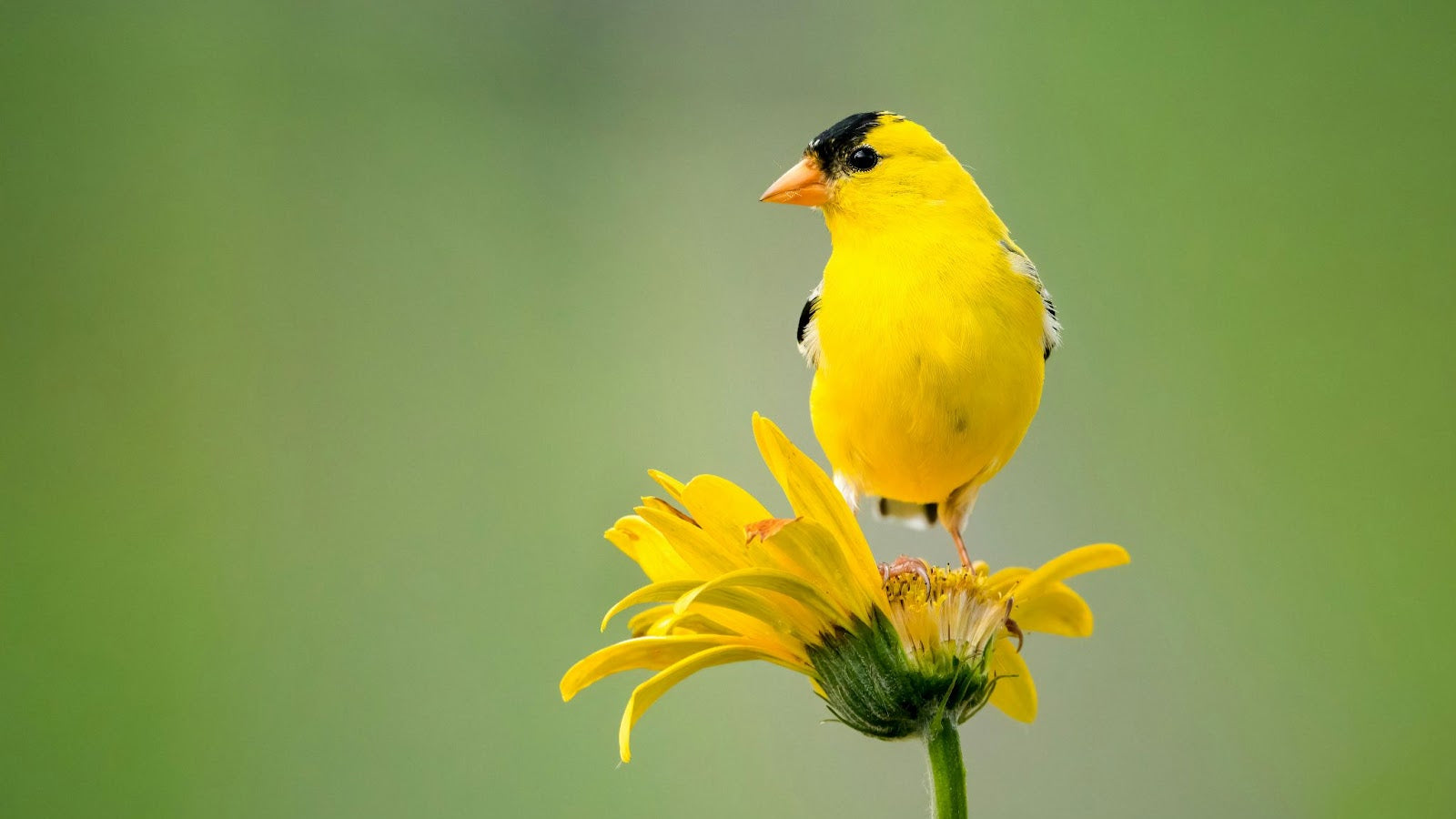 Top 5 Most Common Backyard Birds in the USA